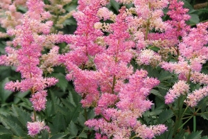 Astilbe 'Peach Blossom' 